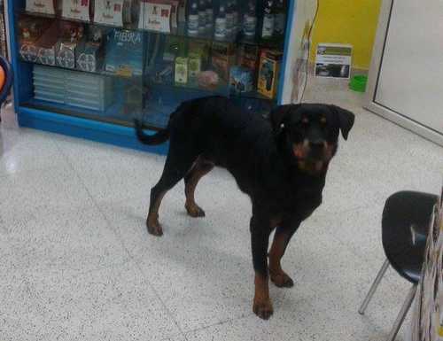rottweiler adottato