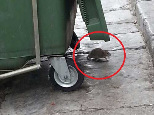 Un topo fotografato al Canale