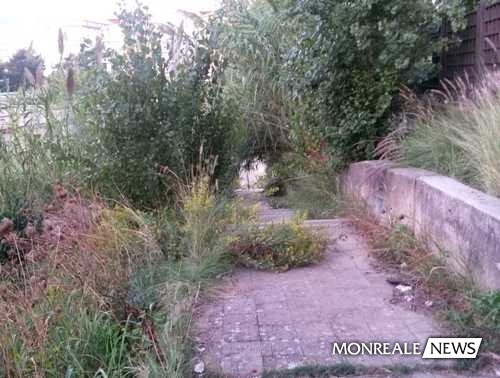 Erbacce lungo il viale della zona del cancello di via Taormina