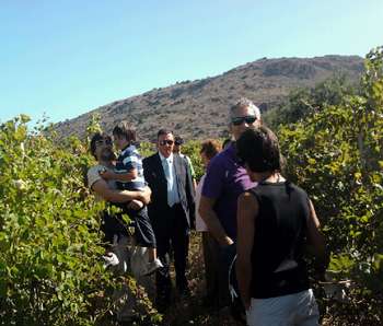Un momento della vendemmia