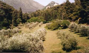L'uliveto di San Martino delle Scale
