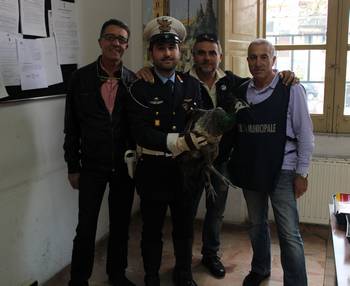 Il pavone catturato dai Vigili Urbani