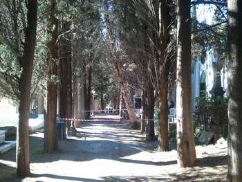 L'albero pericolante del cimitero