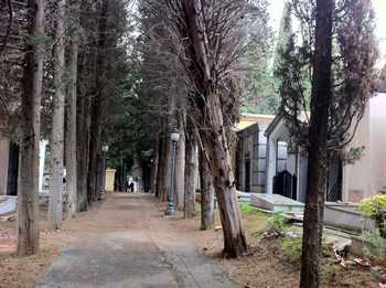 Come si presentava ieri mattina l'albero pericolante del cimitero