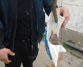 Il topo morto ritrovato alla scuola d'arte