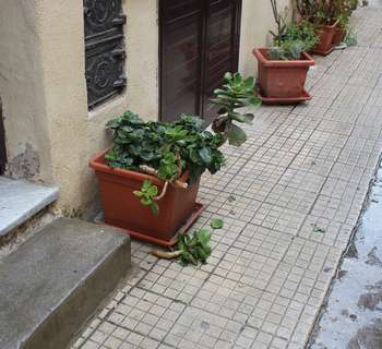 Il vaso sul quale è caduto il piccolo