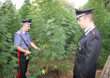 I carabinieri fanno irruzione nella piantagione