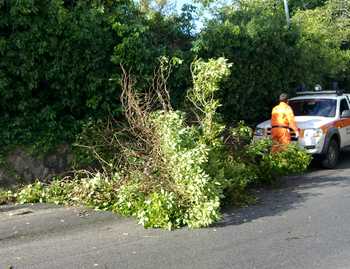 L'albero caduto in via Mulini