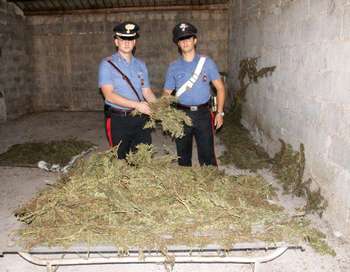 La marijuana ritrovata dai carabinieri