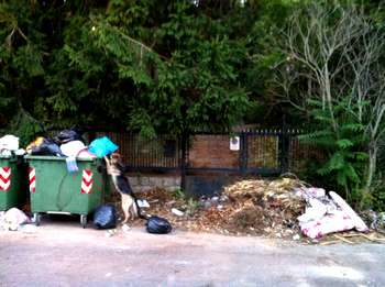 Un cane randagio davanti l'ingresso della proprietà