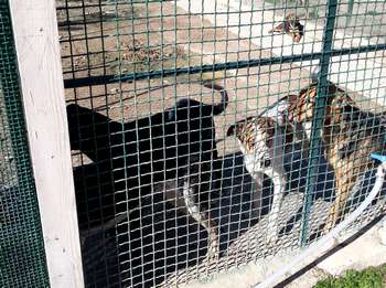Animali in gabbia al canile di Palermo
