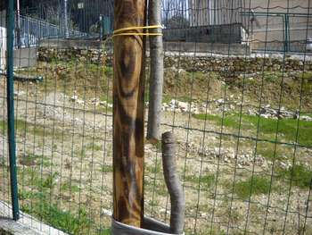 Un albero reciso a Pioppo nell'area attigua alla zona della scuola media