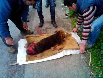Il cagnolino travolto oggi in via Aldo Moro