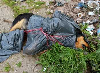 Il rottwailer ucciso