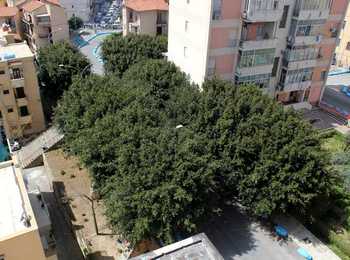 Veduta dall'alto della 'foresta' di via Di Liberti