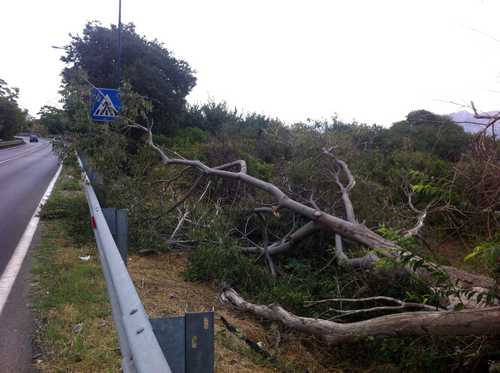 L'albero sradicato sulla circonvallazione