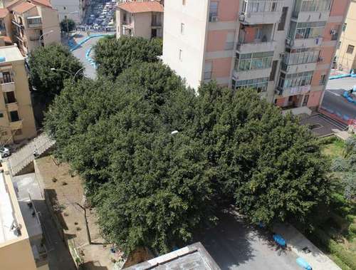 Veduta dall'alto della 'foresta' di via Di Liberti