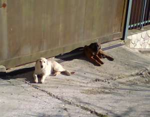 Due cani randagi a Strazzasiti