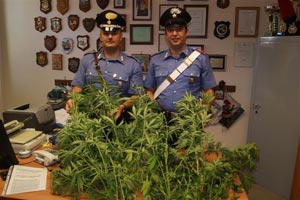 Un sequestro di piantine di cannabis operato dai carabinieri